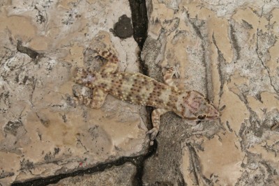 Hemidactylus turcicus